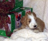DEC 23rd: Ruffles, the goldendoodle,  is coming home Jan. 10.