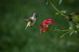 in backyard