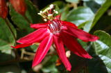 at Quail Botanical Gardens