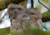 Young Frogmouth