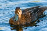 Black Duck