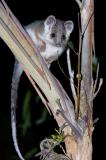 Ringtail Possum