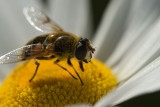 Daisy and Pollinator