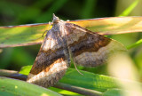 Oak Beauty Moth