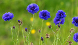 Cornflowers