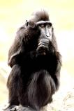 Sulawesi Macaque