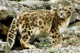 Snow Leopard