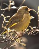 Greenfinch