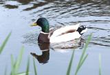 Mallard