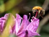 Rhododendron and Bee