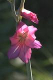 Gladioli