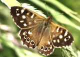 Speckled Wood  Butterfly