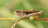 Grasshopper