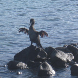 Flightless cormorant between fishing dives