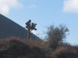 James Bay, opuntia cactus