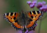 Late imigree - Small Tortoiseshell