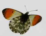 Orange tip