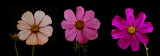 cosmos composite