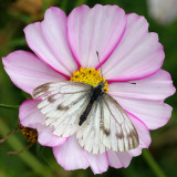 Possibly a small white on a cosmos flower