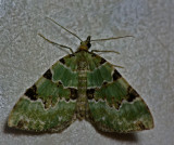 Moth - any ideas what is it?