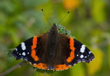 Red Admiral