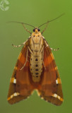 Tigermoth underside