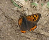Sooty or Small copper