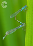Damselflies
