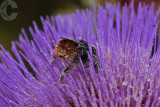 Pollen covered Bee