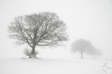 Three trees in mist and snow
