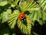 Ladybird