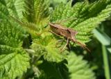 Insect on Stinging Nettle (Gyromastes rhombea?)
