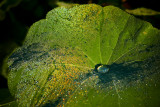 Dew beads on a leaf