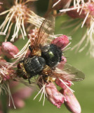 Tachinid Fly AU8 #2978