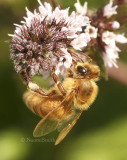 Honey Bee - Apis mellifera  AU8 #5170