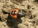 Stink Bug nymph AU8 #5410