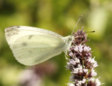 Cabbage Butterfly - Artogeia rapae AU8 #5301