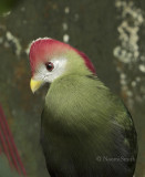 Red-crested Turaco S8 #5020