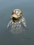 Harbour Seal S8 #7793