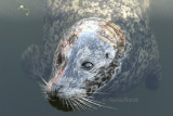 Harbour Seal S8 #7797