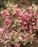 Weigela -My Monet JN8 #7757