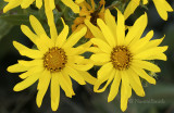 Curleycup Gumweed - Grindelia squarrosa S8 #7968