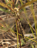Lance-tipped Darner (Aeshna constricta) #6004 S8