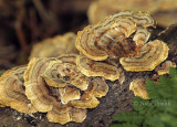 Turkey Tail - Trametes versicolor #6391 O8