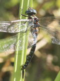 Black-tipped Darner - Aeshna tuberculifera AU5 #155