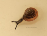 Snail N8 #7267