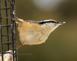 Red-breasted Nuthatch - Sitta canadensis  JA9 #7842