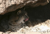 Bobcat #2  Jan. 16/06