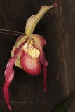 Phragmipedium filiquet F9 #8525