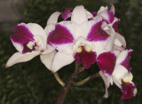 LC Purple Cascade - Fragrant Beauty F9 #8536